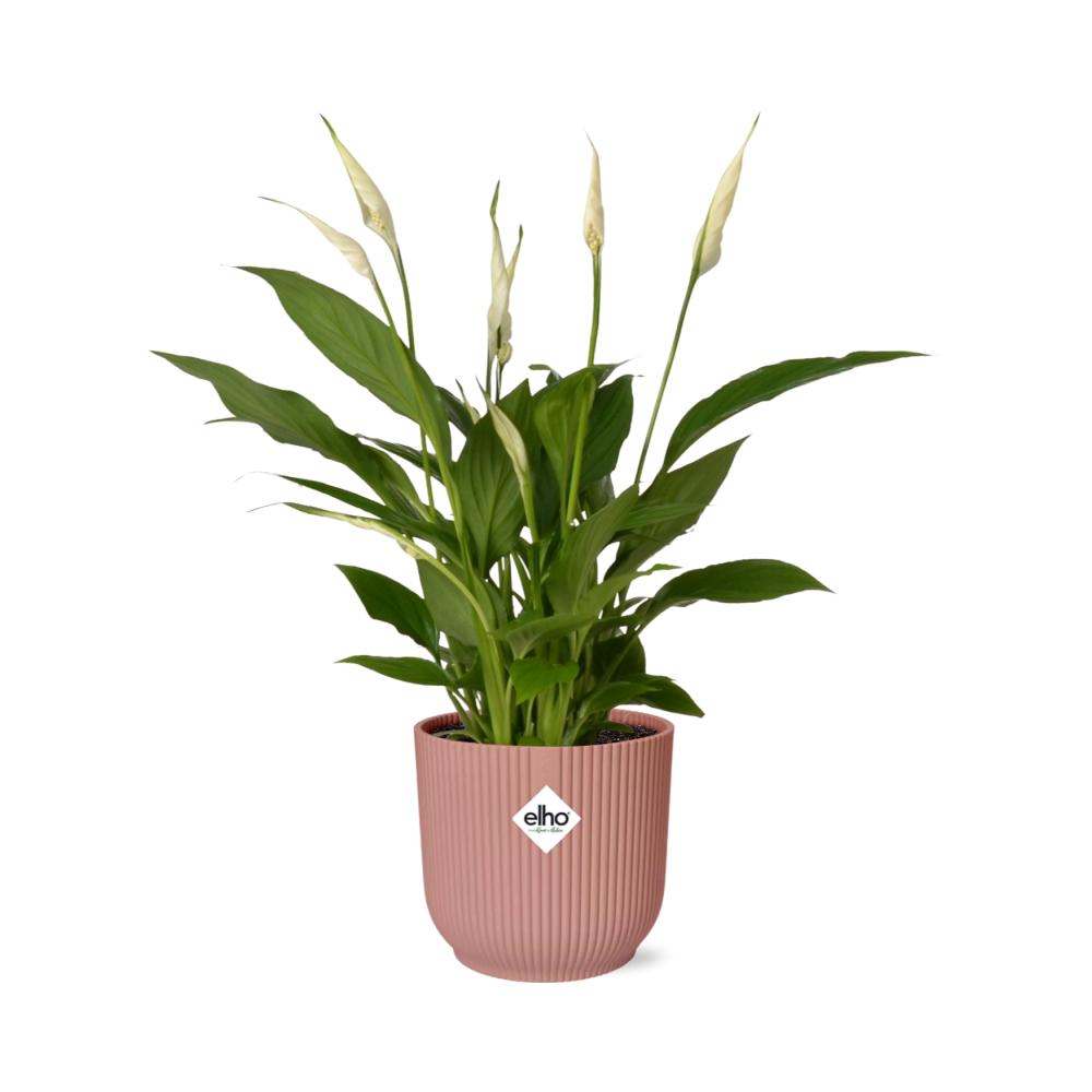 Spathiphyllum orelli in elho® Vibes roze pot - Vivaflorique