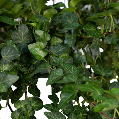 Hedera Helix Wonder - Vivaflorique