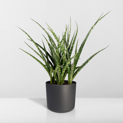 Sansevieria Fernwood Punk - Vivaflorique