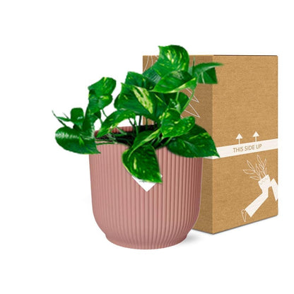 Epipremnum Pinnatum ‘Aureum’ in elho® Vibes pot roze - Vivaflorique