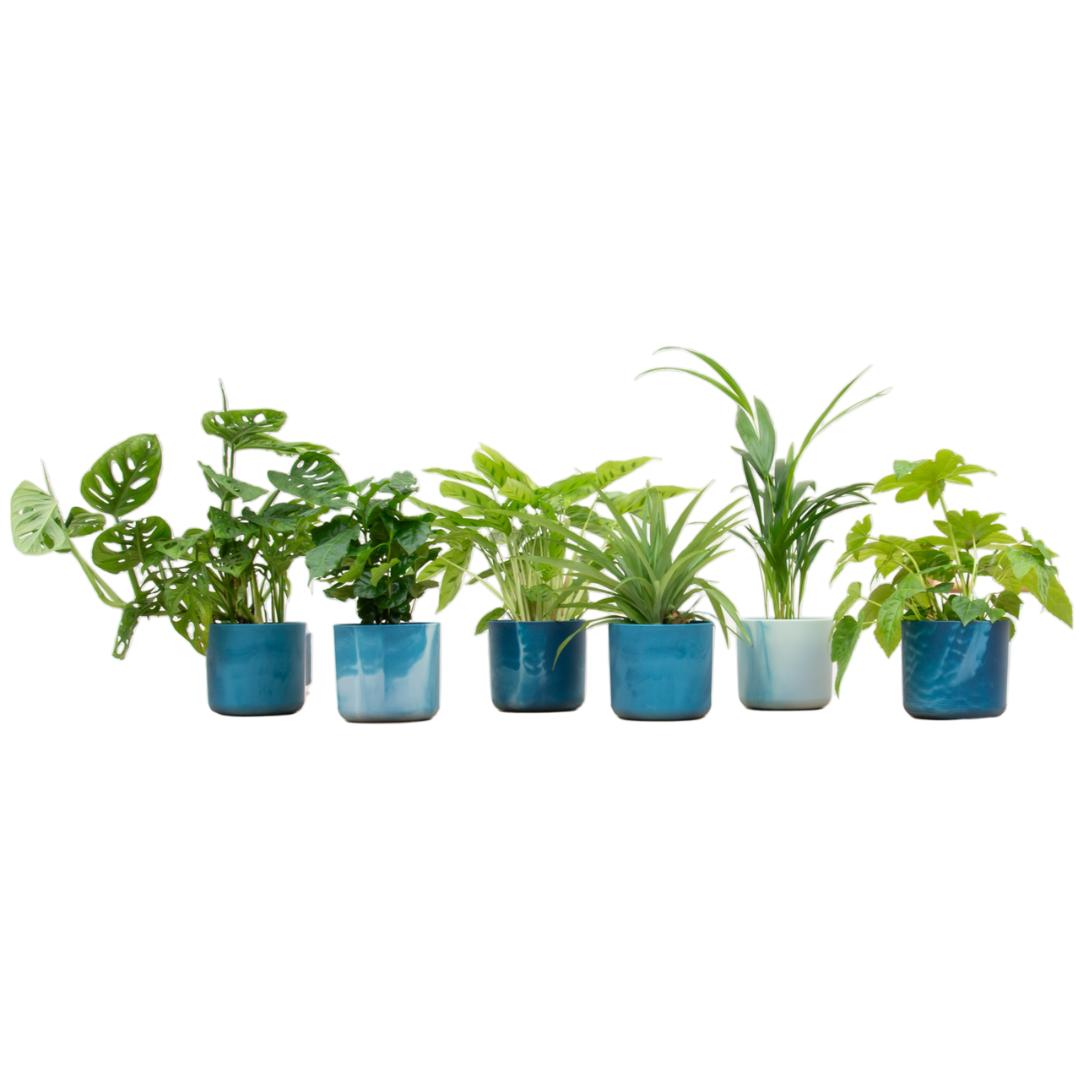 Verrassingsbox - 6 planten inclusief elho Ocean pot - Vivaflorique