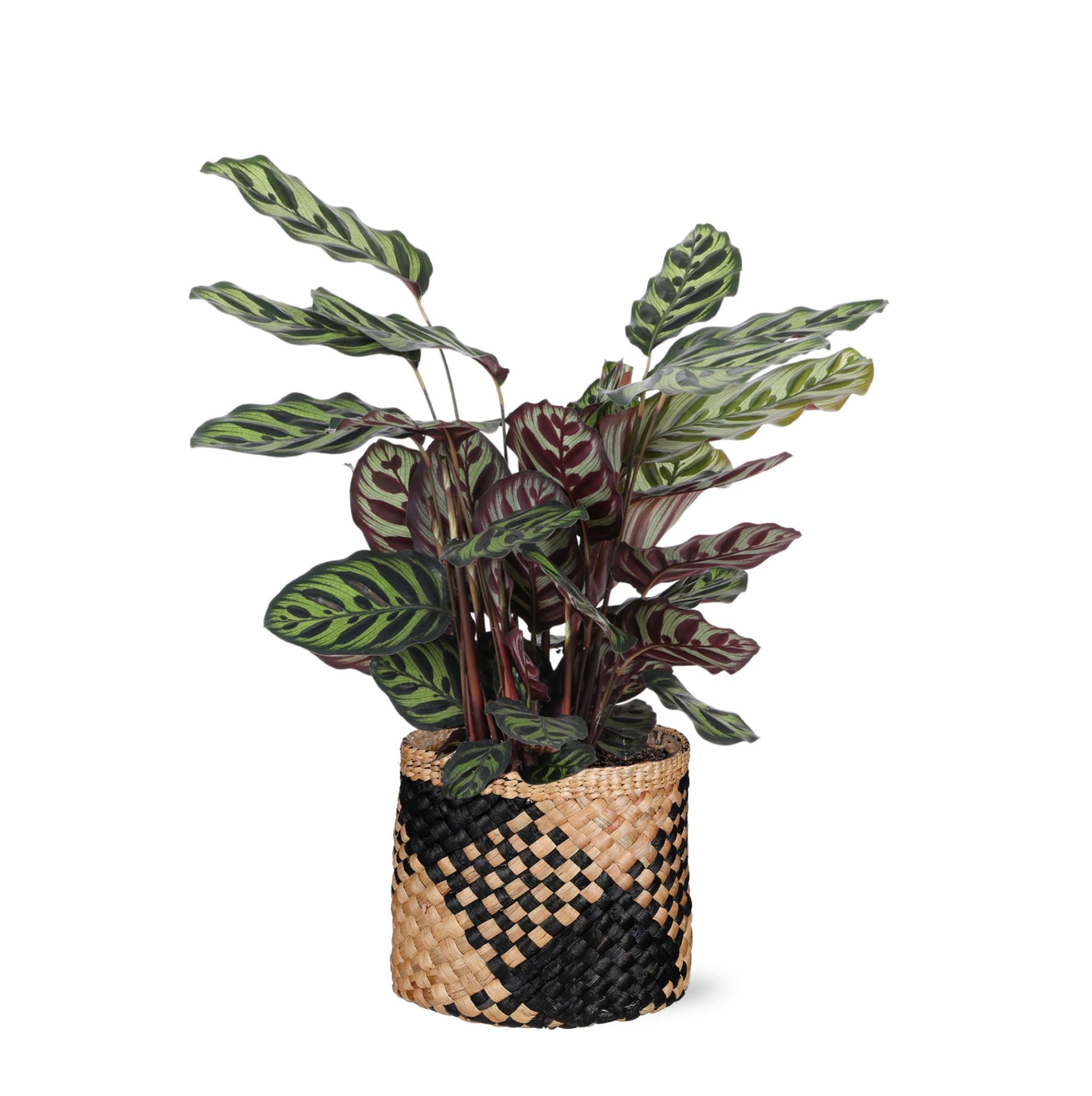 Calathea Makoyana in elho® pot - Vivaflorique