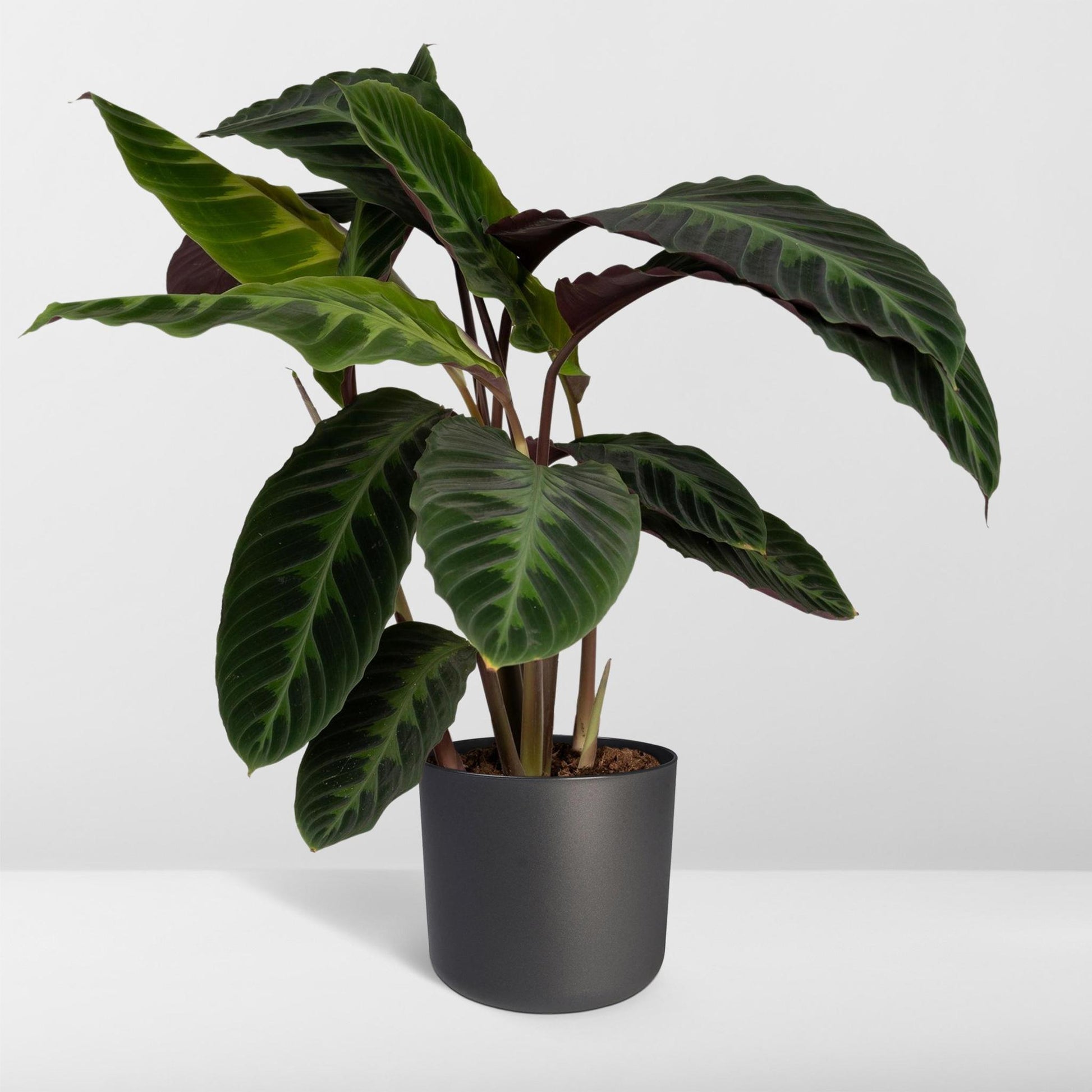 Calathea Warscewiczii - Pauwenplant - Vivaflorique