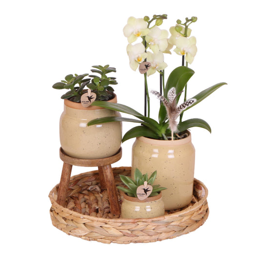 Orchidee plant set - Vintage - Vivaflorique