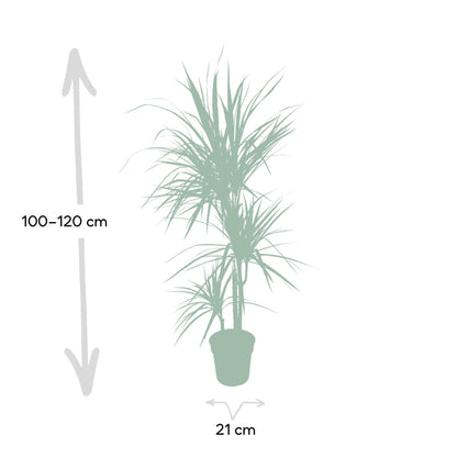 Dracaena Marginata - Vivaflorique