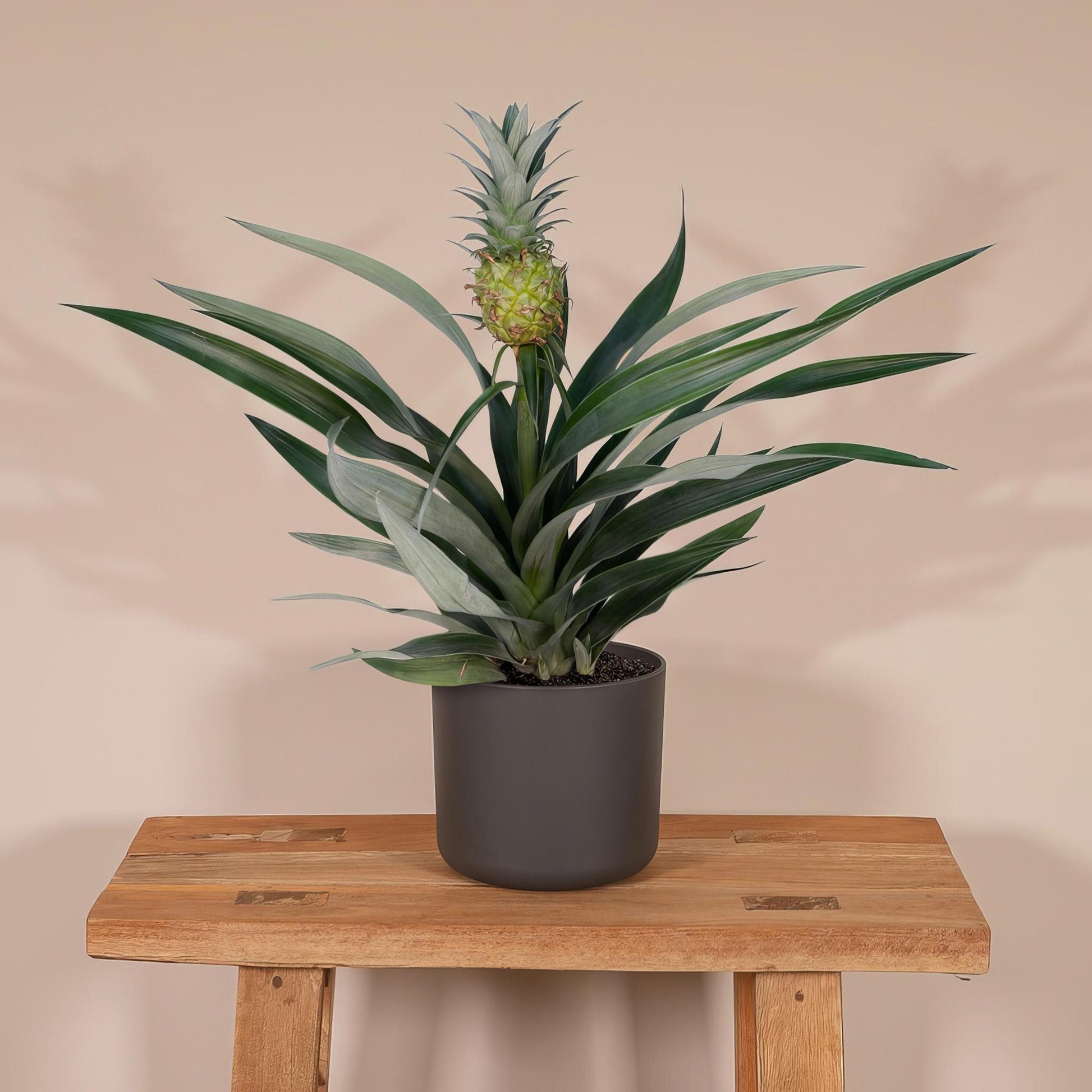 Bromelia - ananasplant - Vivaflorique