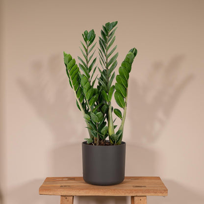 Zamioculcas Zamiifolia - Smaragdpalme - Vivaflorique