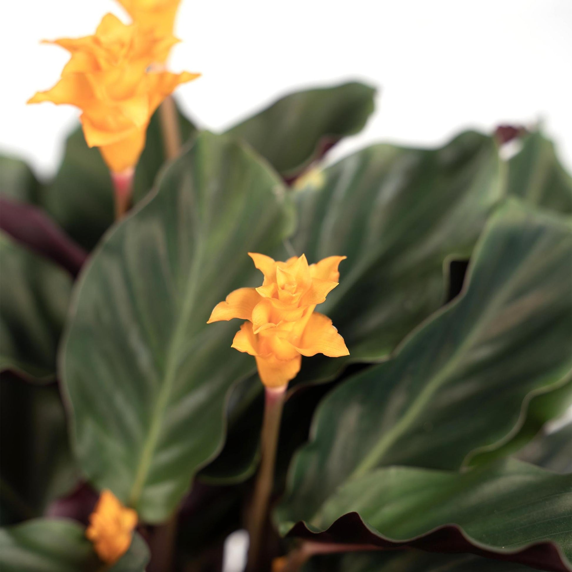 Calathea Crocata - Vivaflorique