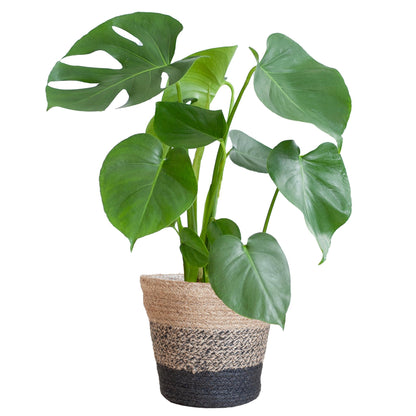 Monstera Deliciosa met Lissabon mand zwart - Vivaflorique