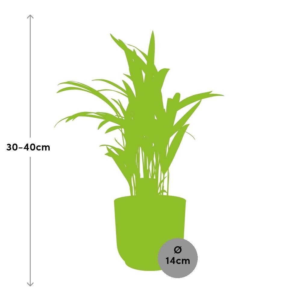 Dypsis Lutescens (Areca) in elho® Vibes pot roze - Vivaflorique