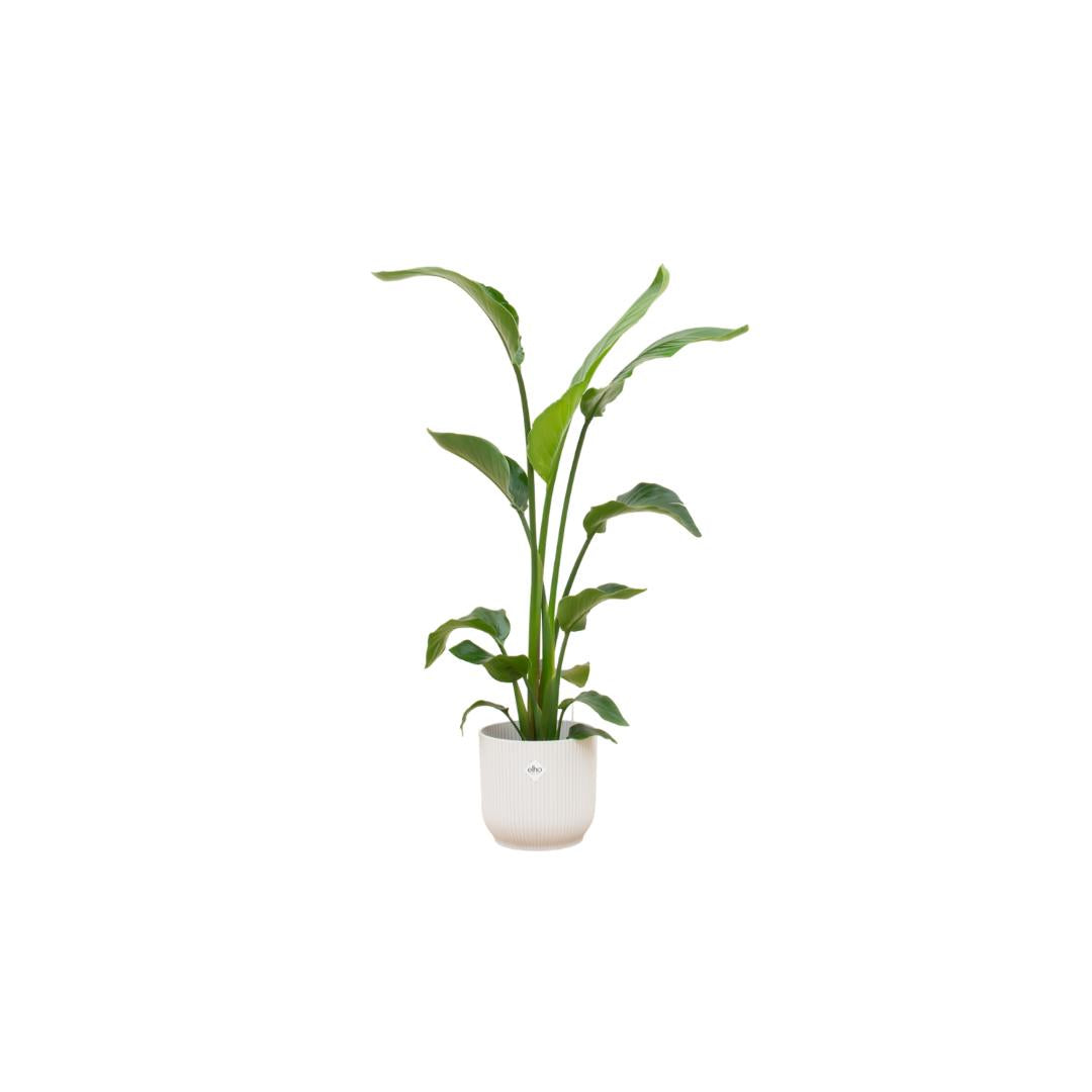 Strelitzia inclusief elho® Vibes pot - Vivaflorique