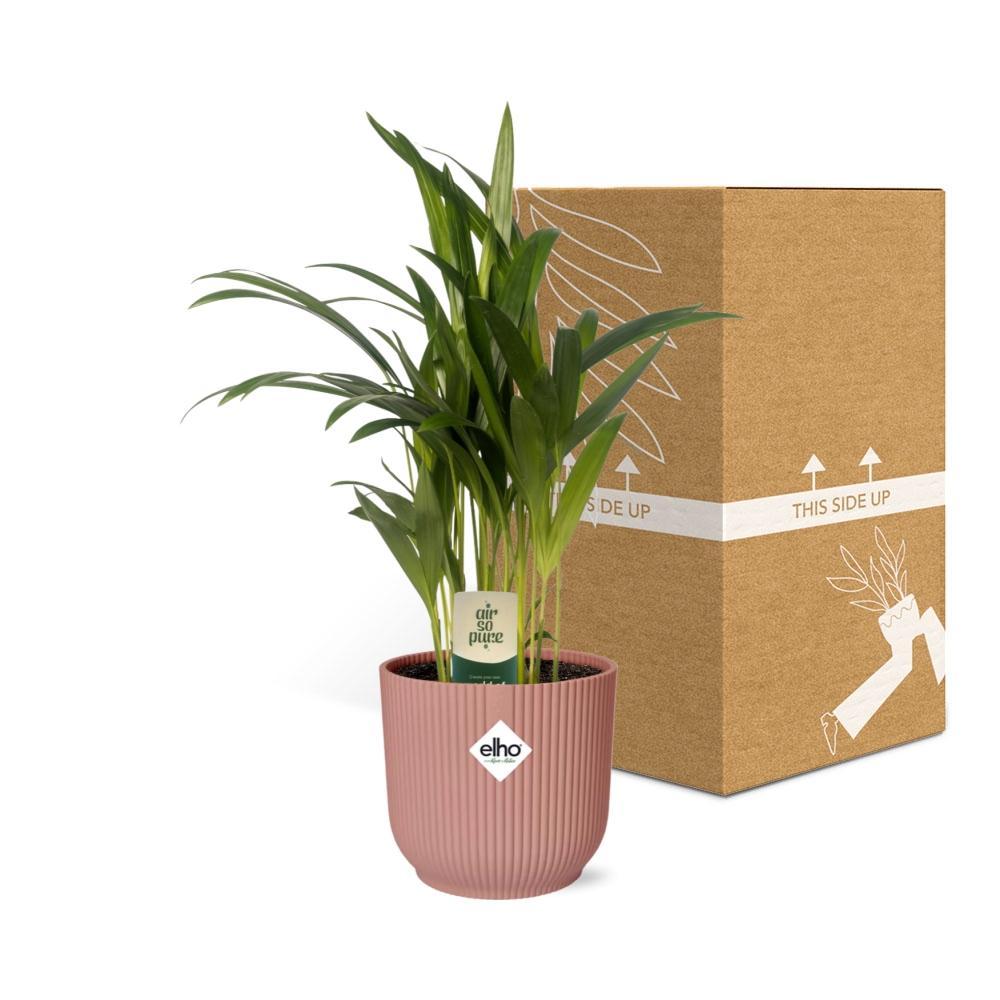 Dypsis Lutescens (Areca) in elho® Vibes pot roze - Vivaflorique