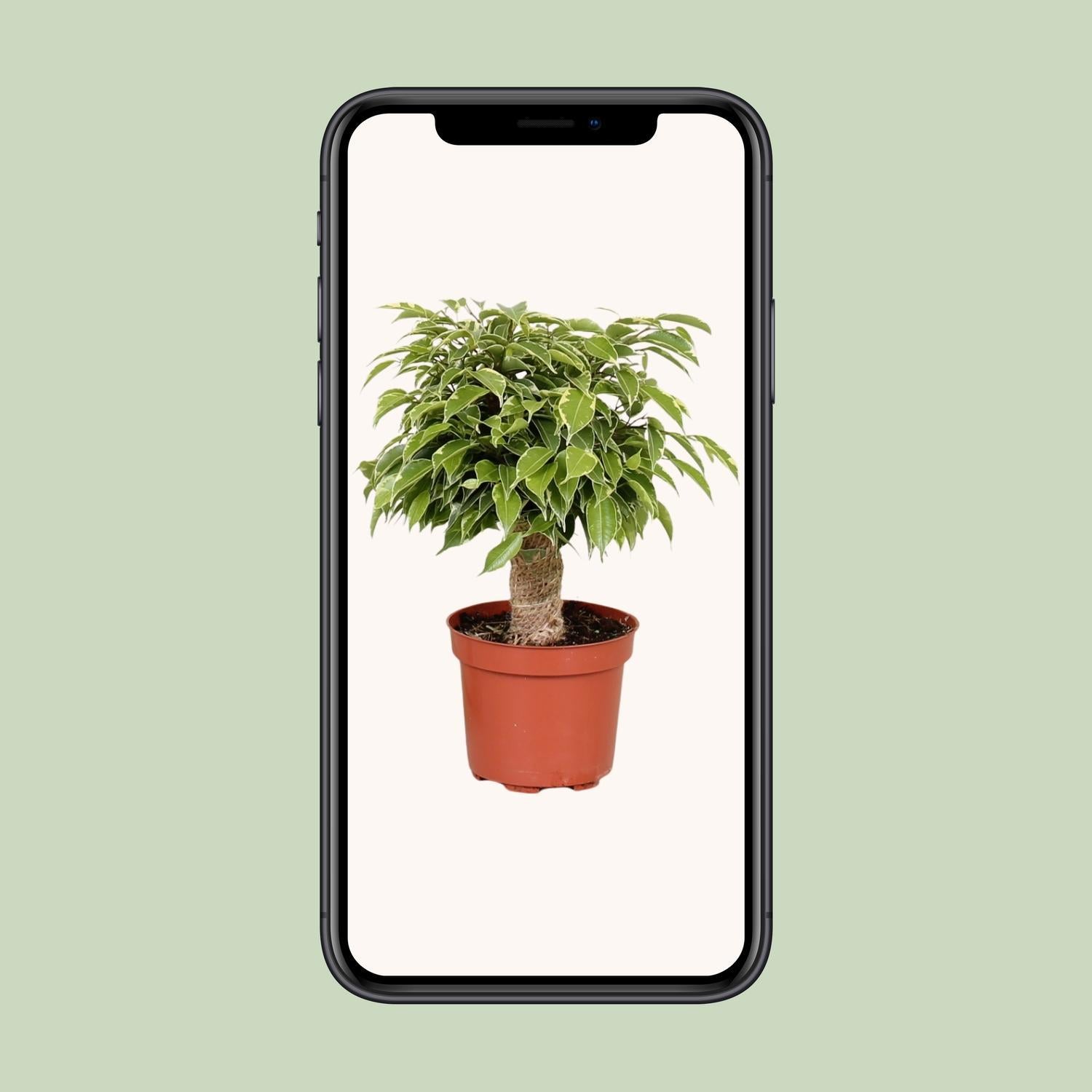 Ficus Benjamina Kinky - Vivaflorique