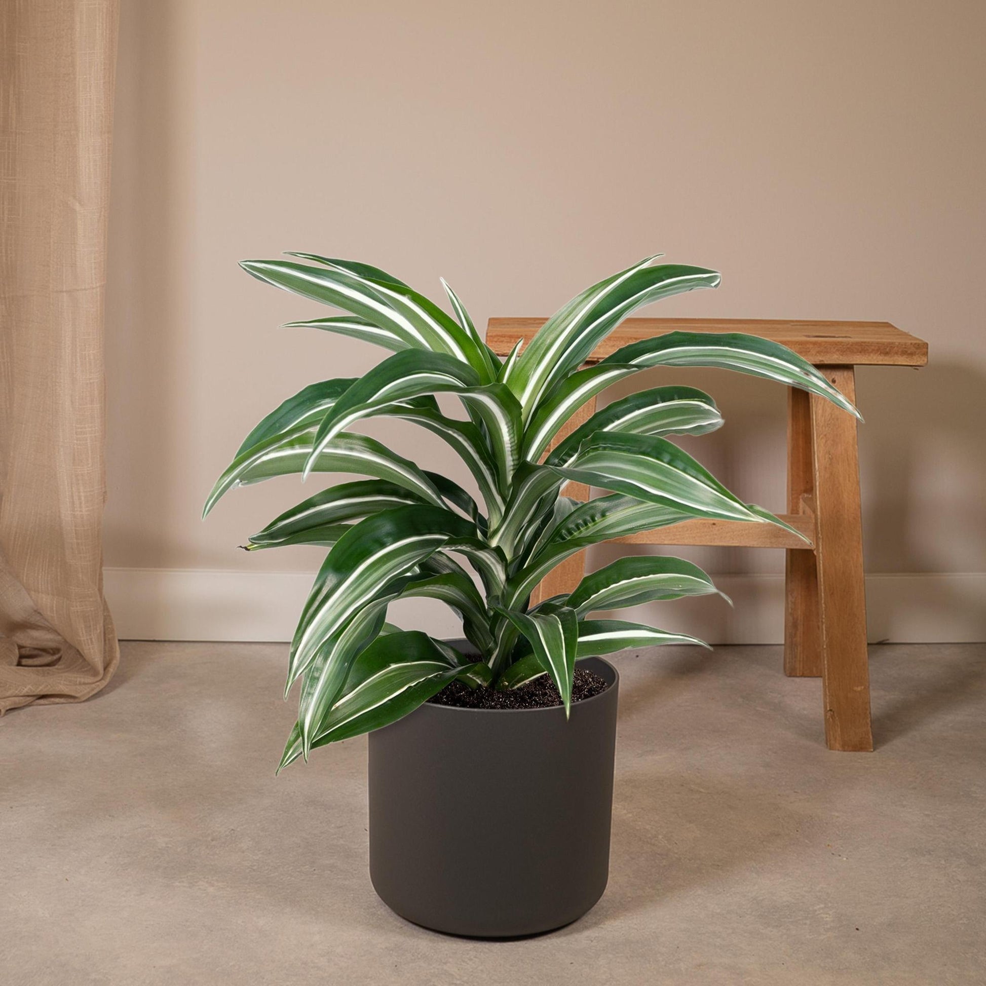 Dracaena Fragrans 'witte vacht' - Vivaflorique