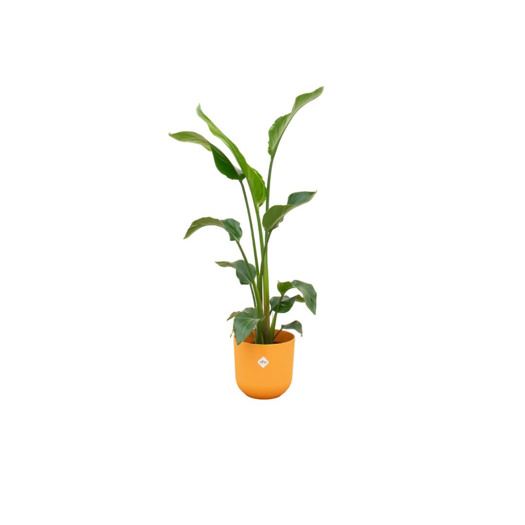 Strelitzia inclusief elho® Jazz pot - Vivaflorique