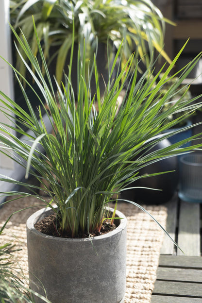 Dianella revoluta 'Coolvista'® - Vivaflorique