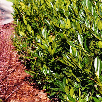 25x laurierkers planten voor 10 strekkende meter heg - Vivaflorique