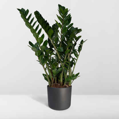 Zamioculcas Zamiifolia - Smaragdpalme - Vivaflorique