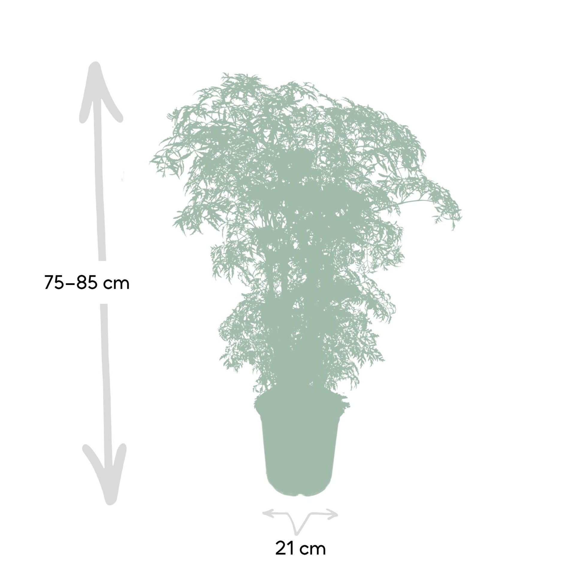 Polyscias Fruticosa - Aralia - Vivaflorique