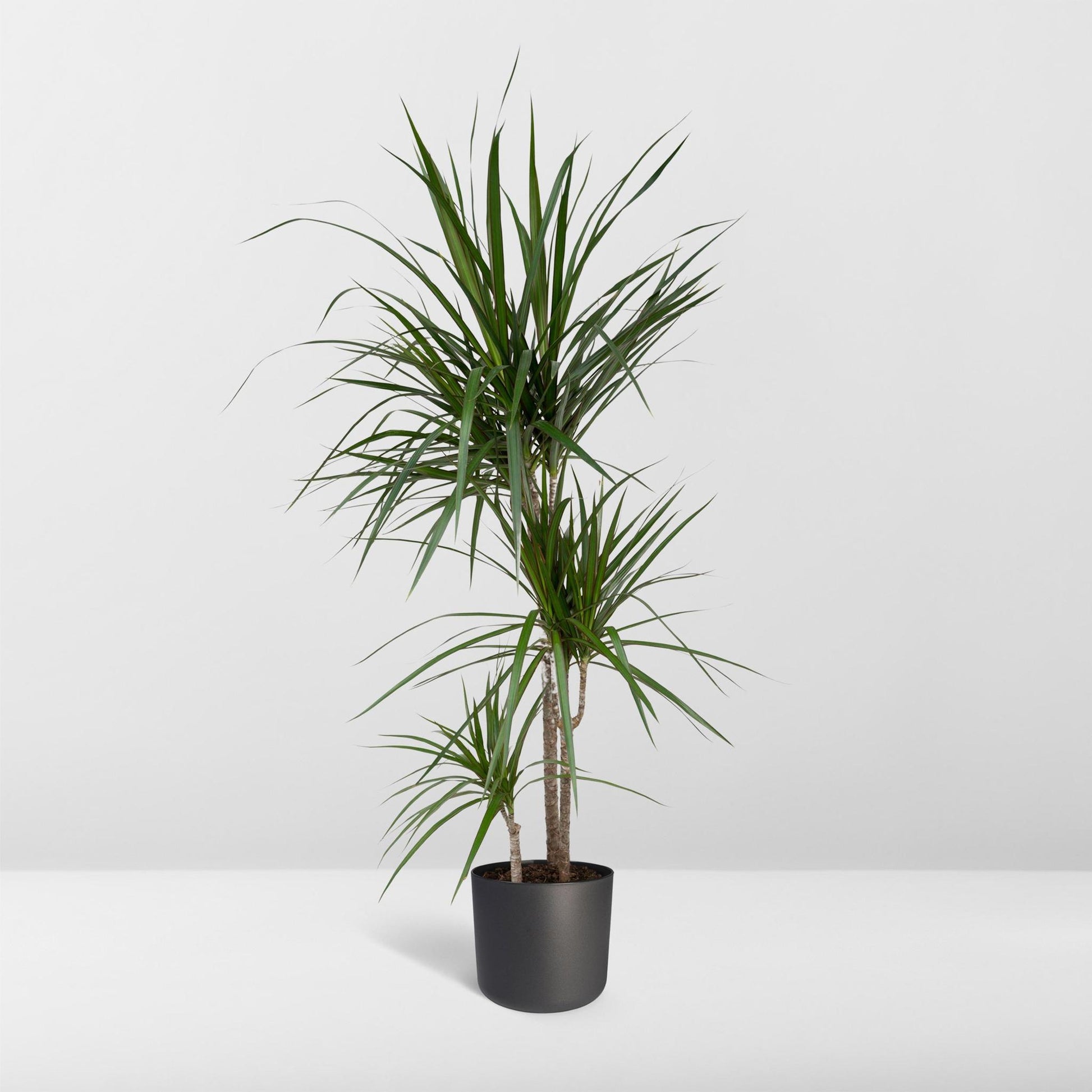 Dracaena Marginata - Vivaflorique