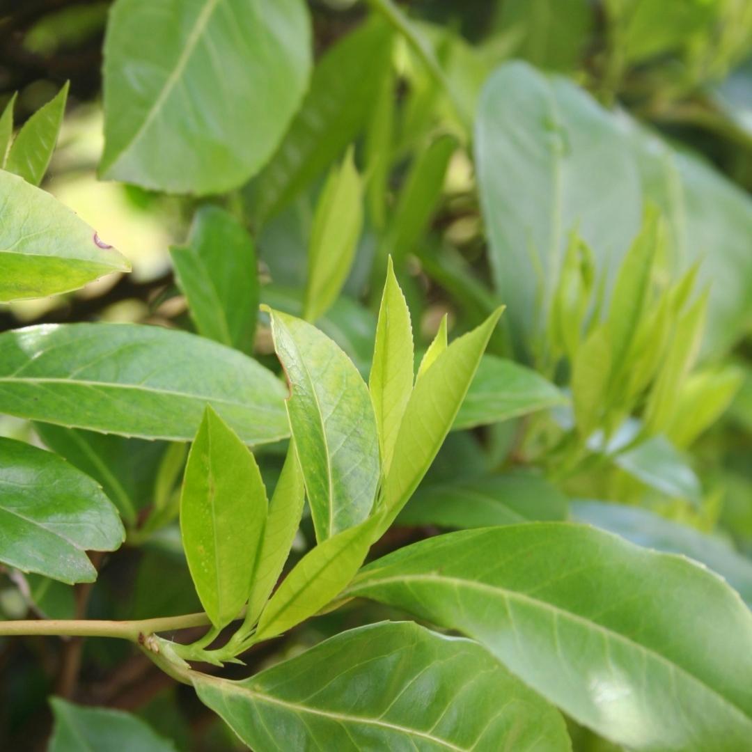 25x laurierkers planten voor 10 strekkende meter heg - Vivaflorique