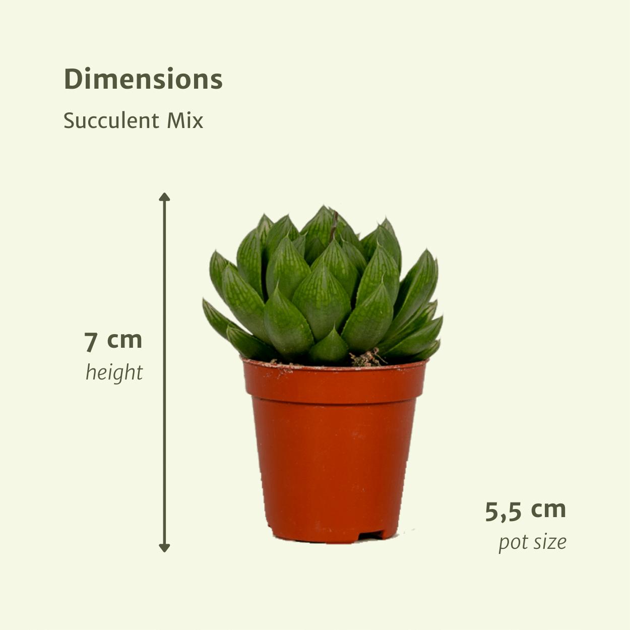 Succulentenmix - 10 stuks - Vivaflorique