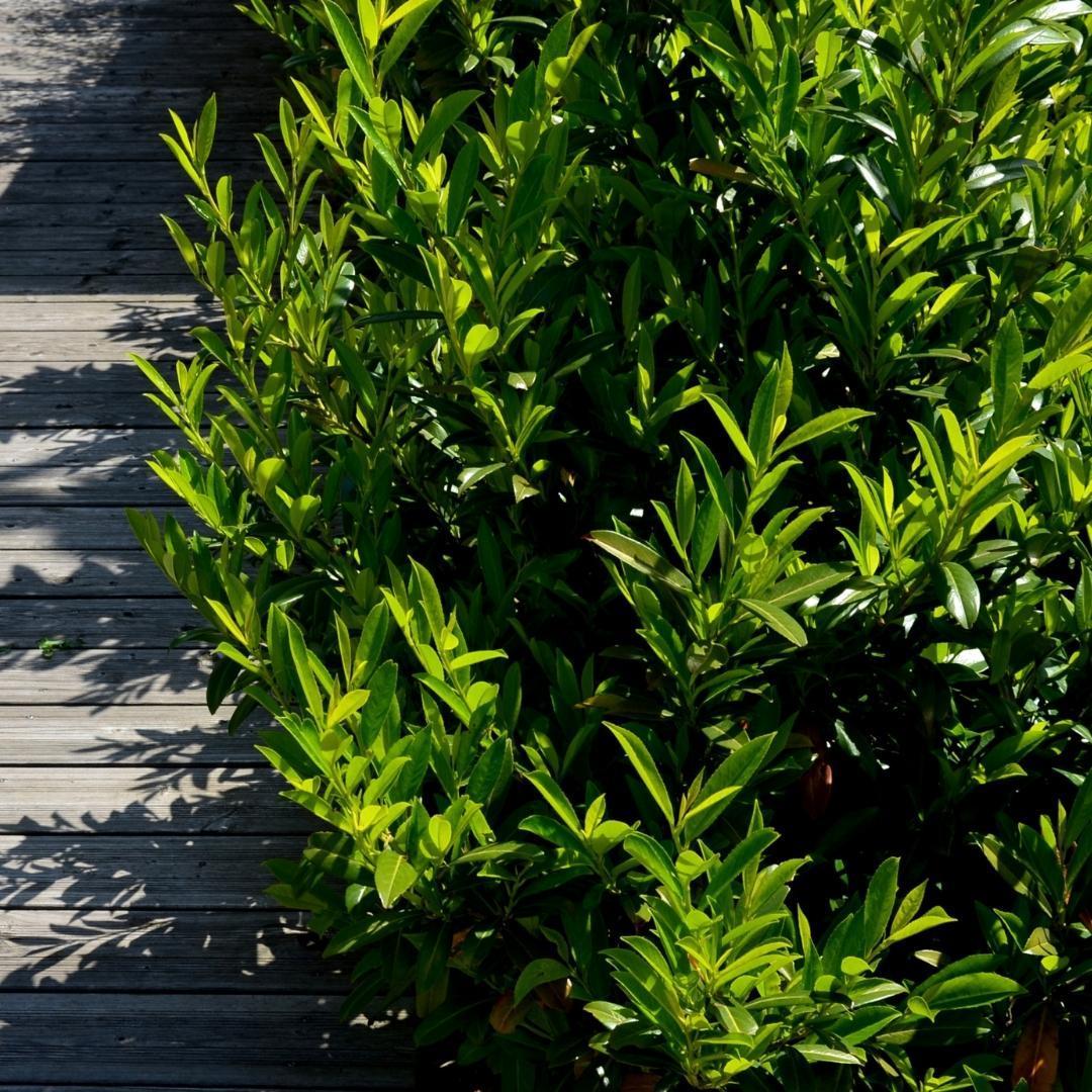 20x Laurierkers planten voor 10 strekkende meter heg - Vivaflorique