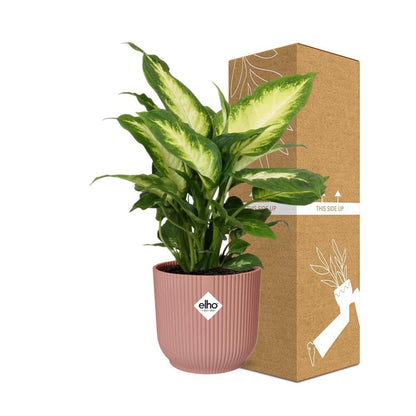 Dieffenbachia ‘Camilla' in elho® Vibes Fold PINK pot - Vivaflorique