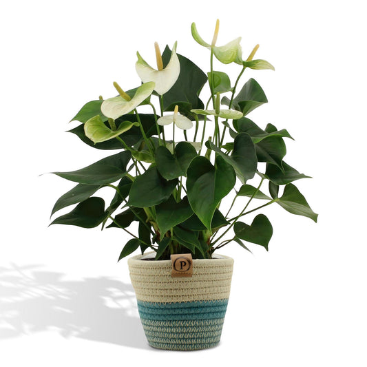 Anthurium andreanum Namora inclusief pot - Vivaflorique