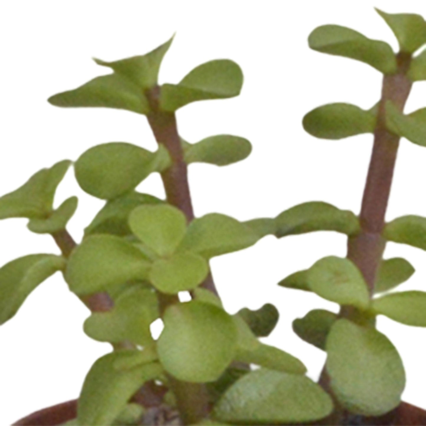 Succulentenmix in een witte pot - 5 stuks - Vivaflorique