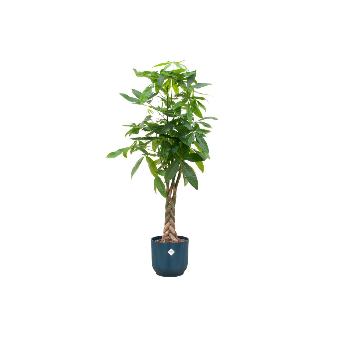 Pachira Aquatica inclusief elho® Vibes pot - Vivaflorique