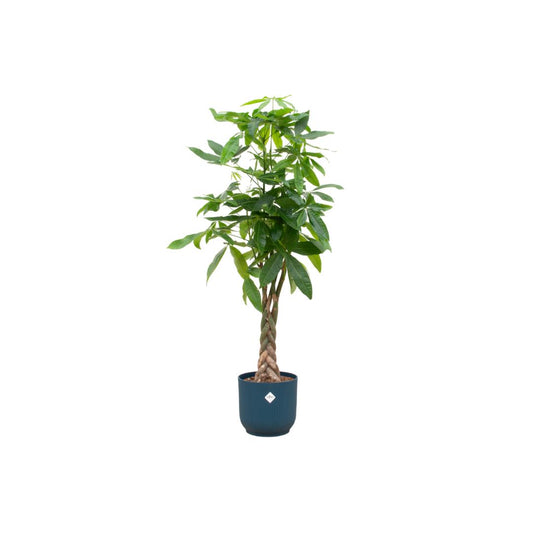 Pachira Aquatica inclusief elho® Vibes pot - Vivaflorique