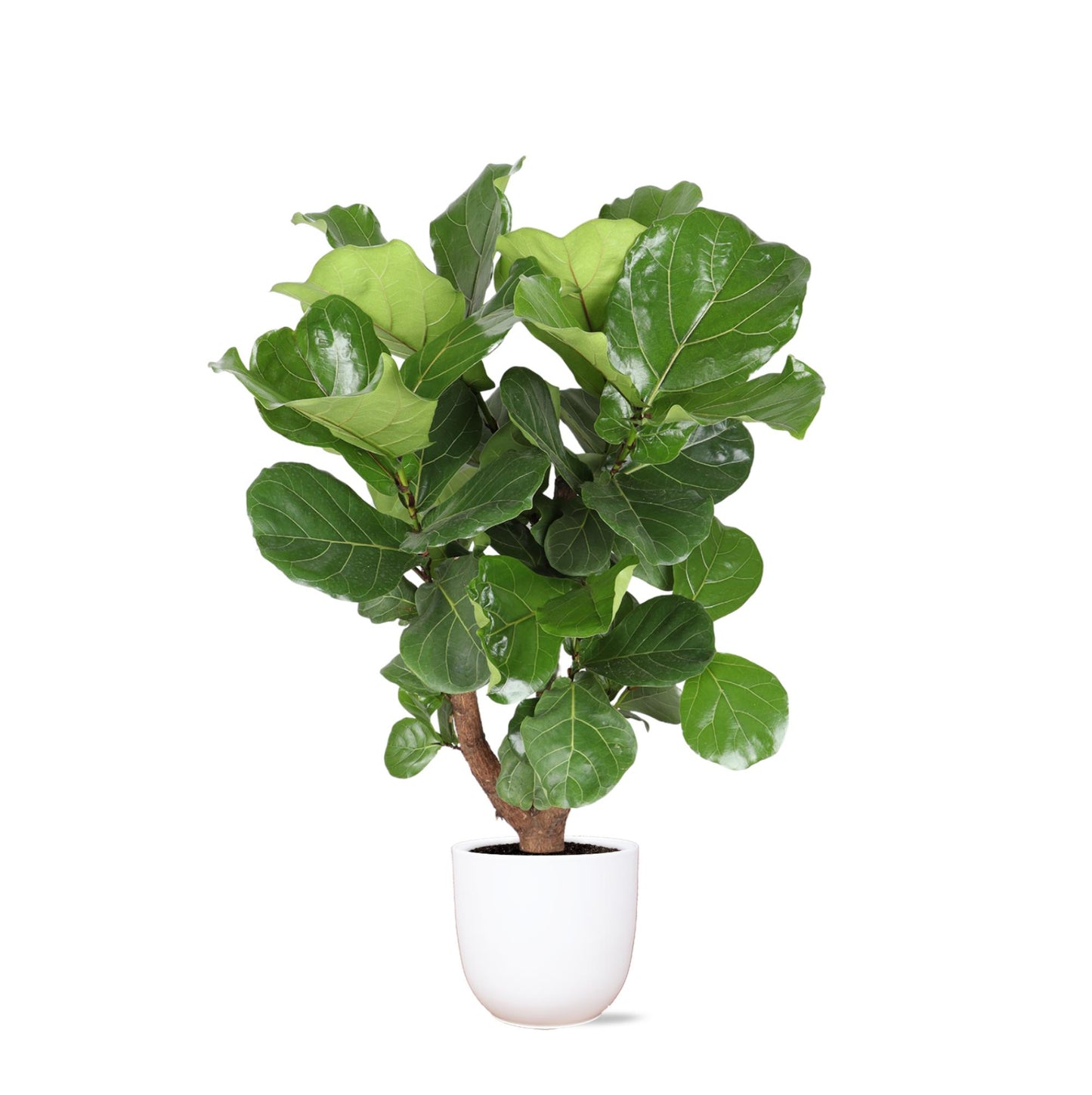 Ficus Lyrata (vertakt) in Boule wit pot - Vivaflorique