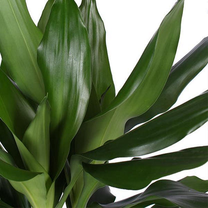 Dracaena Janet Lind inclusief elho® pot - Vivaflorique