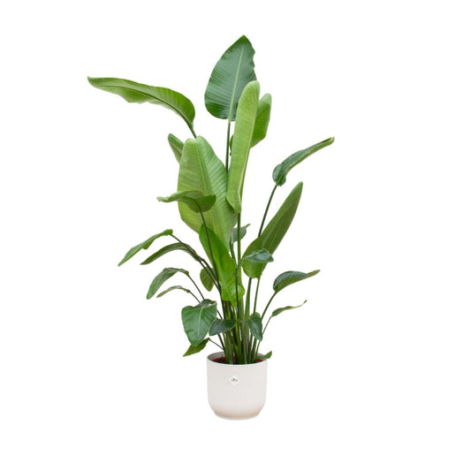 Strelitzia Nicolai inclusief elho® pot - Vivaflorique