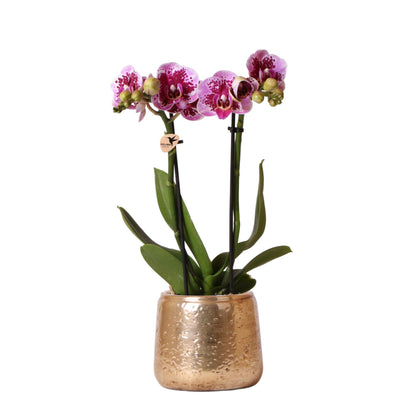 Rosa lila Phalaenopsis Orchidee in goude pot - Vivaflorique