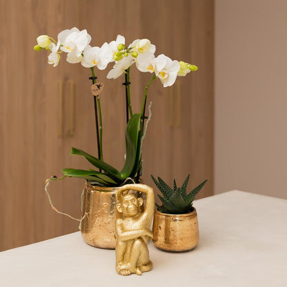 Phalaenopsis Orchidee - Amabilis - Vivaflorique