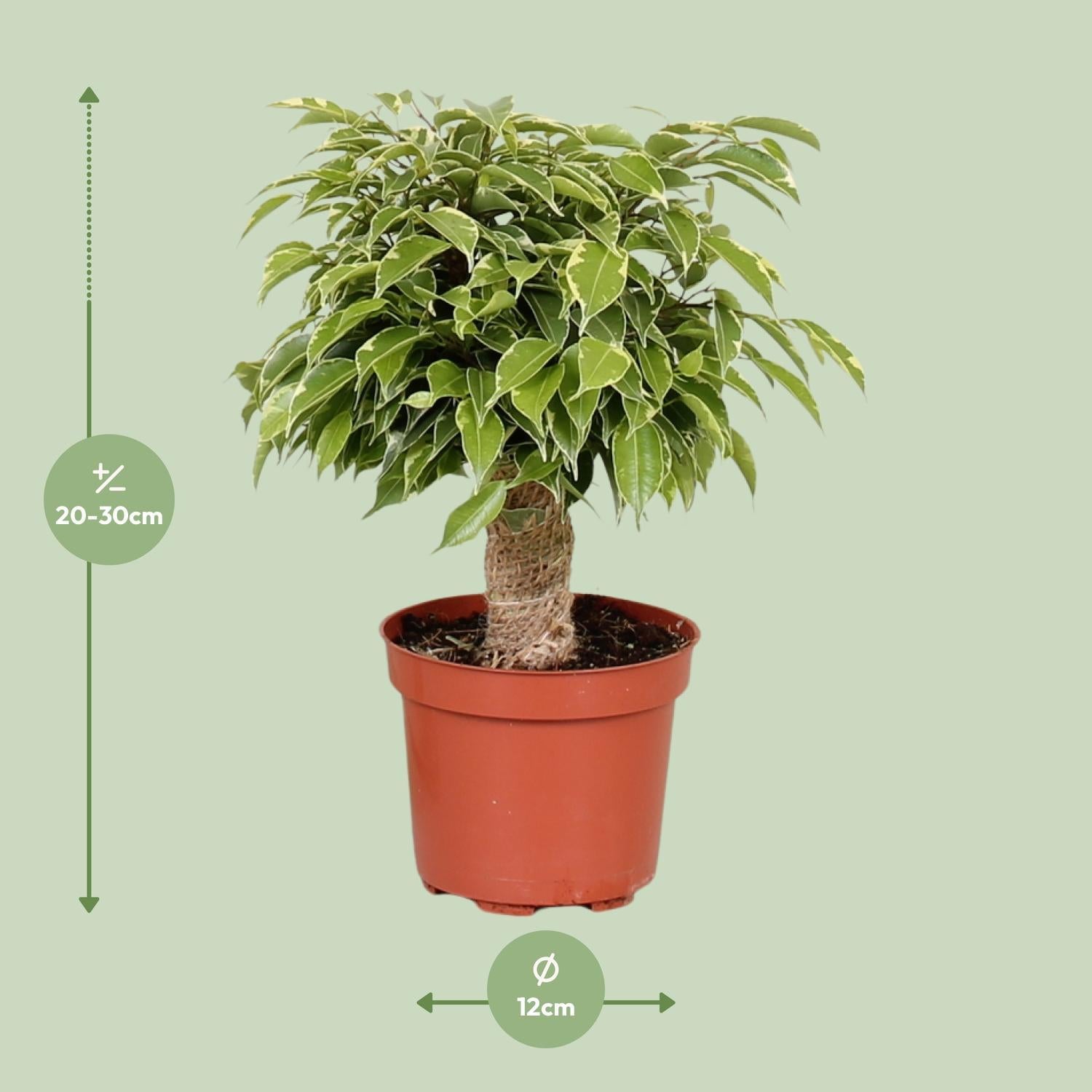 Ficus Benjamina Kinky - Vivaflorique