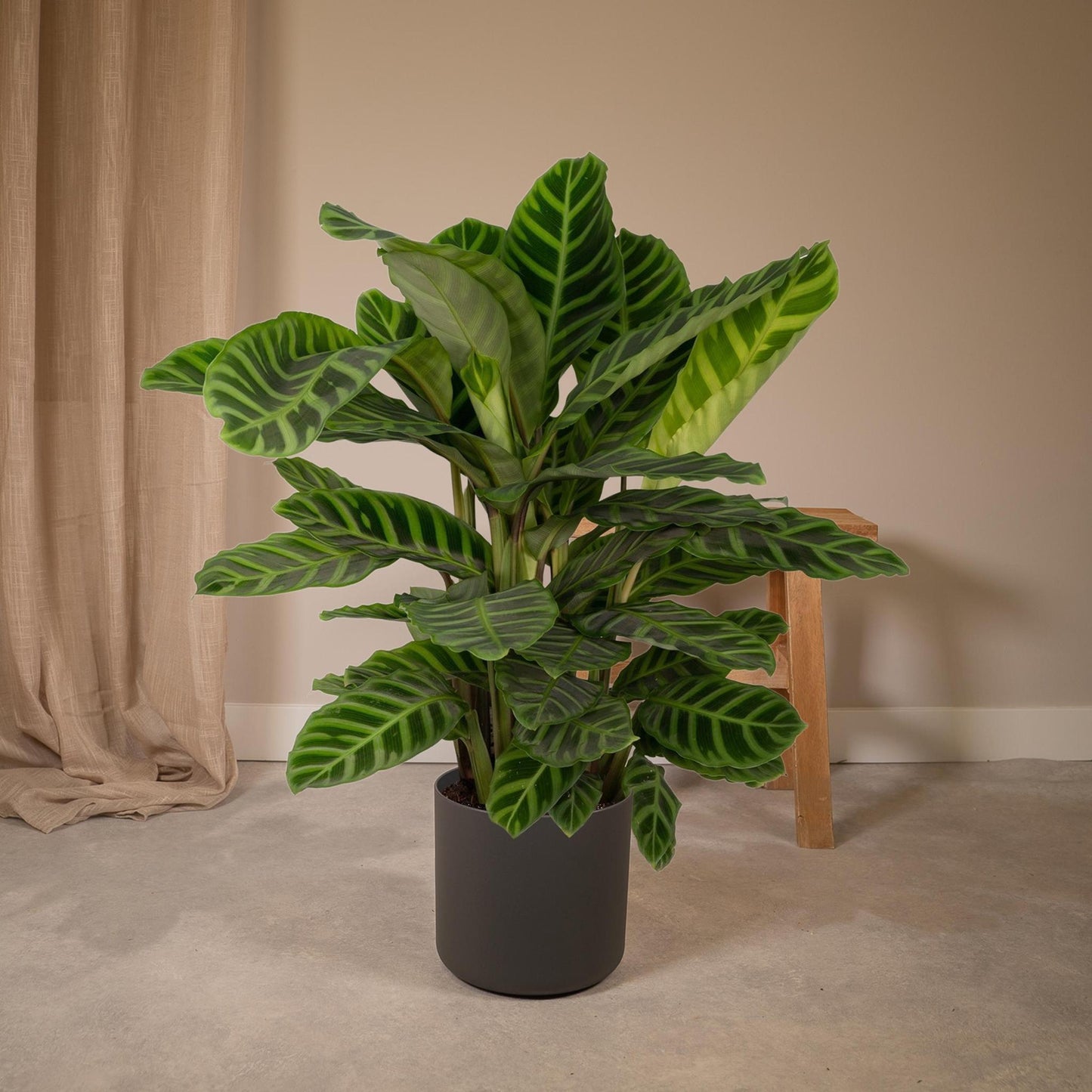 Calathea Zebrina - Pauwenplant - Vivaflorique