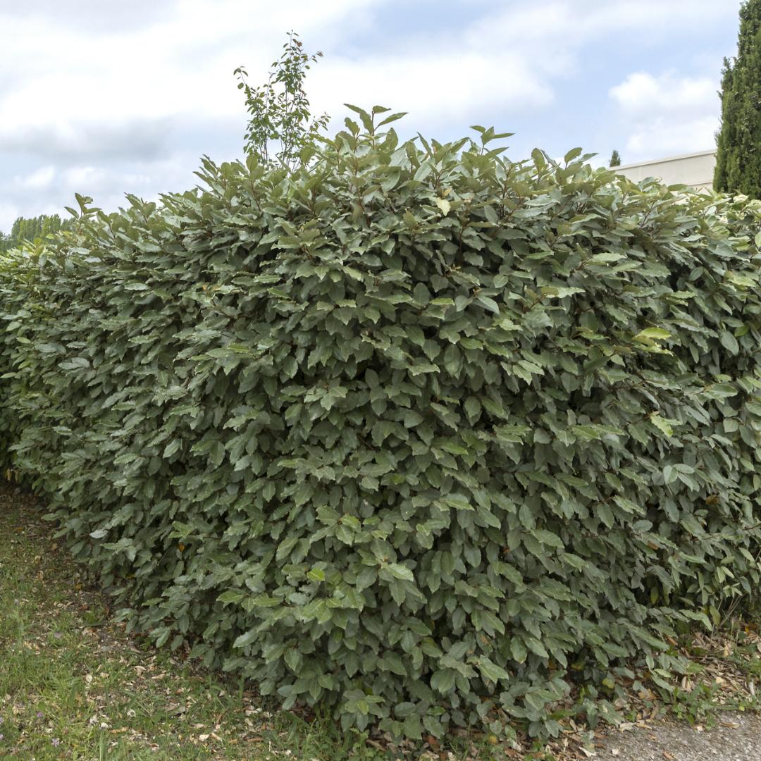 25 grote winterharde olijfhaag voor 10 strekkende meter heg | Elaeagnus ebbingei - Vivaflorique