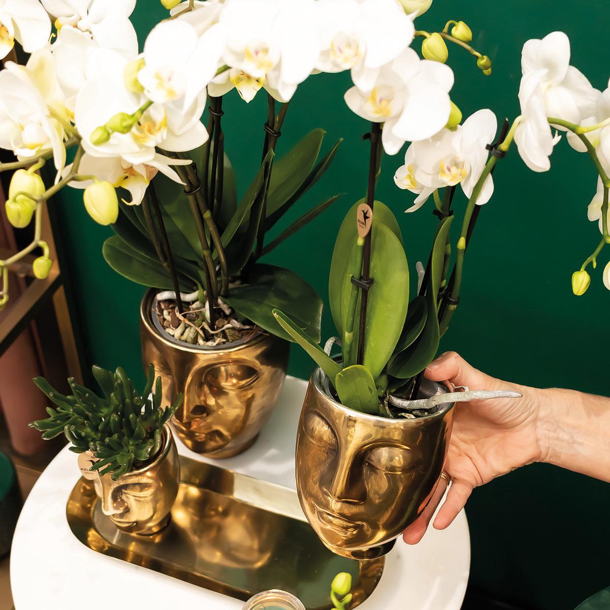 Orchidee plant-set witte orchide - goud - Vivaflorique