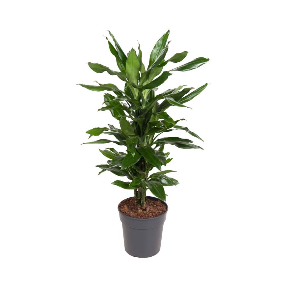 Dracaena Janet Lind - Vivaflorique