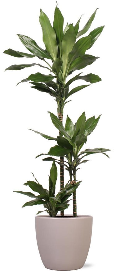 Dracaena Janet Lind inclusief elho® pot - Vivaflorique