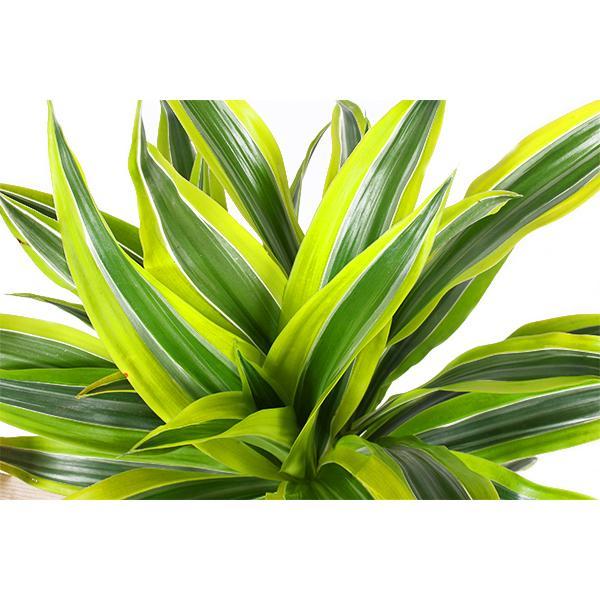 Dracaena Lemon Lime inclusief elho® pot - Vivaflorique