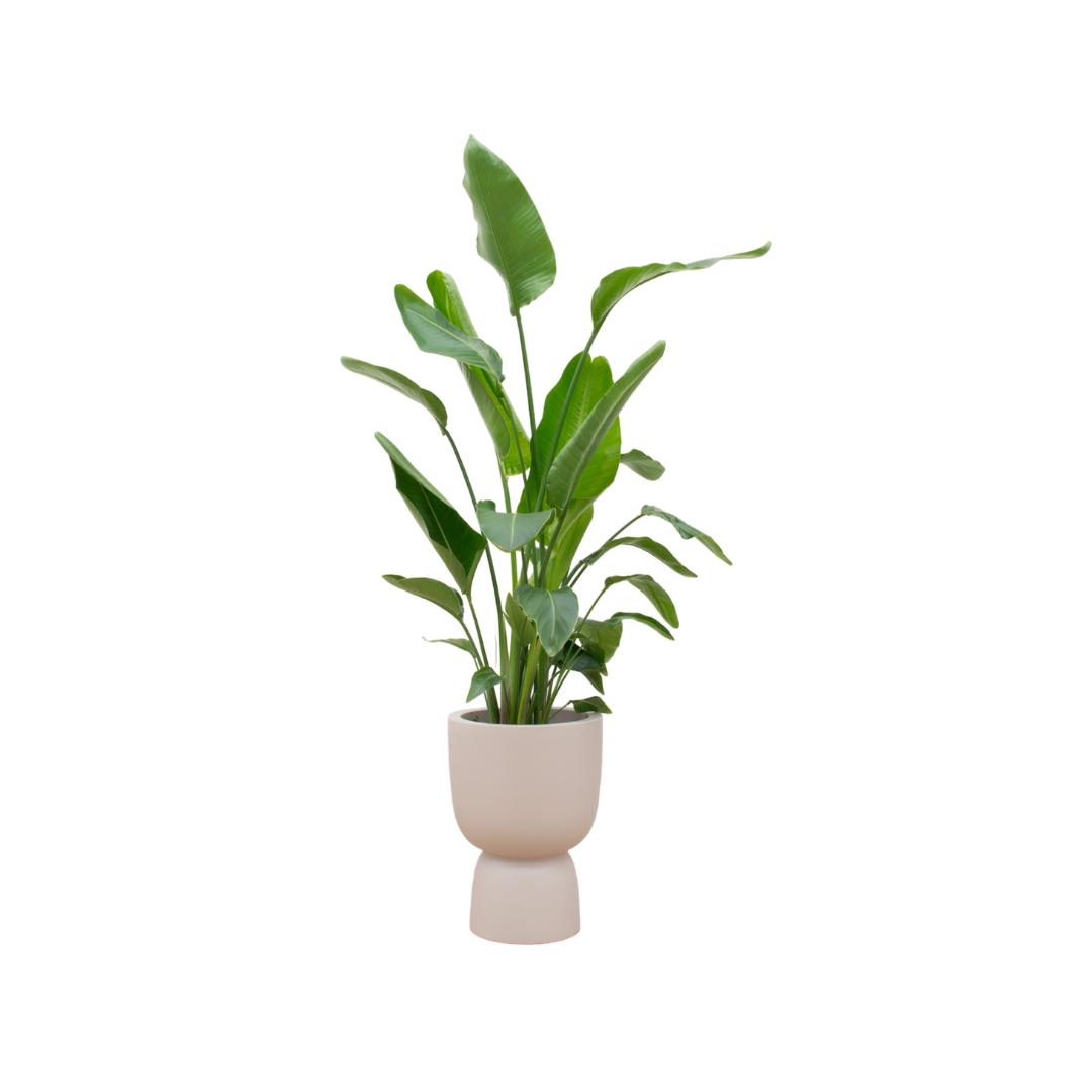 Strelitzia inclusief elho® Coupe pot - Vivaflorique