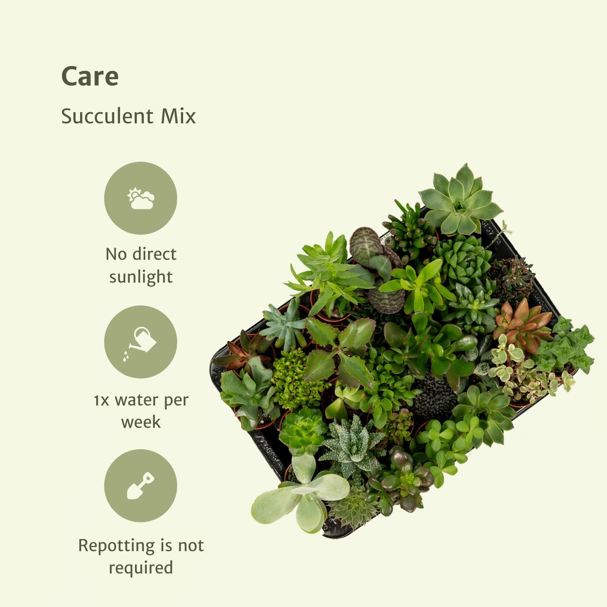 Succulentenmix - 10 stuks - Vivaflorique