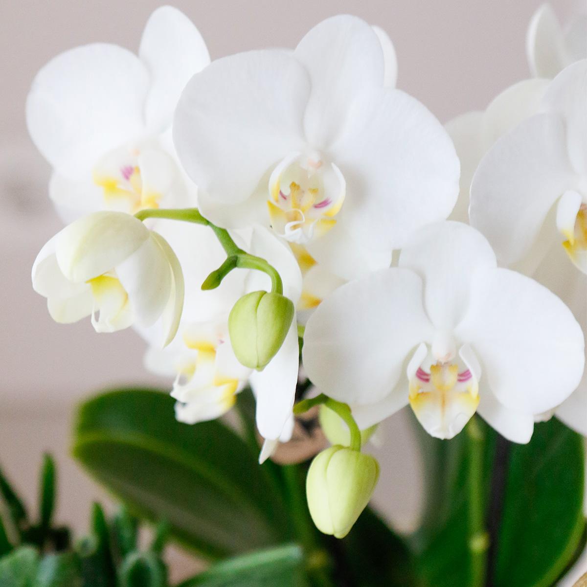 Cadeaupakket Luxury Living - orchidee - Vivaflorique