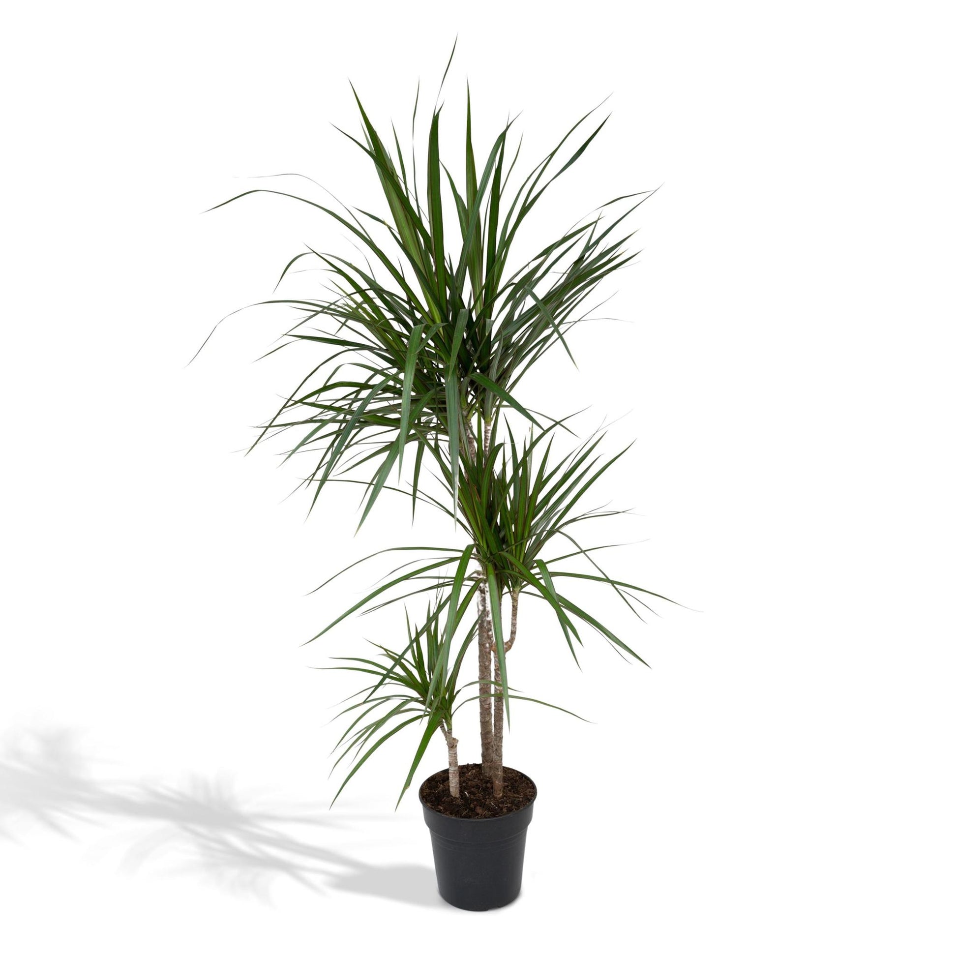 Dracaena Marginata - Vivaflorique