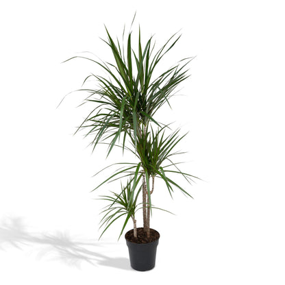 Dracaena Marginata - Vivaflorique