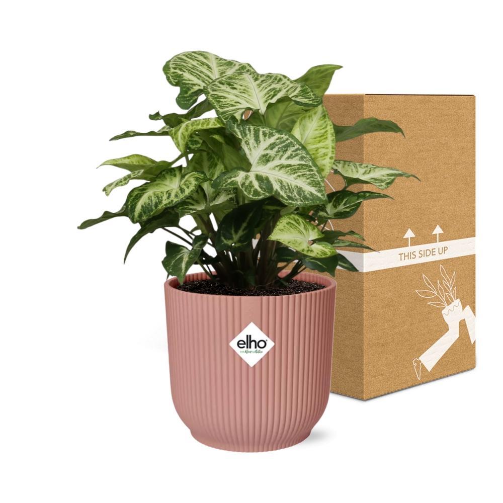 Syngonium arrow in elho® roze pot - Vivaflorique